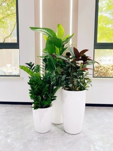 惊叹！宁波北仑绿植出租服务好到超乎想象亡